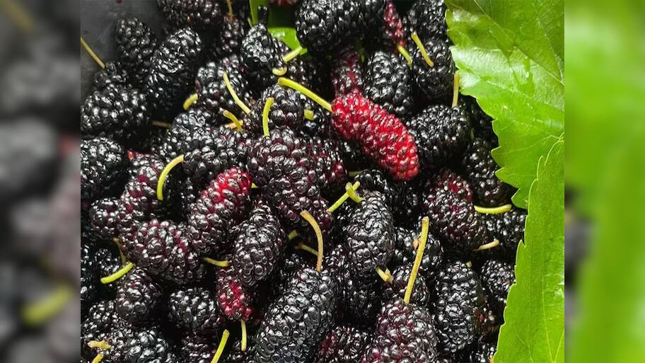 Mulberries: ઉનાળો કેરી-તરબૂચની જ નહીં શેતૂરની પણ સીઝન, ગરમીમાં આ ફળ ખાવાથી શરીરને થતા લાભ વિશે જાણો