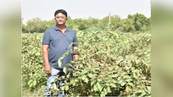 એક મહિનામાં આઠ લાખનો ચોખ્ખો નફો, એક ફ્રુટનું પલ્પ વેચીને ખૂબ કમાયા ગુજરાતના આ ખેડૂત 