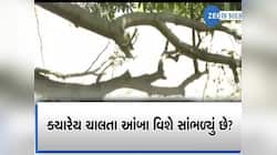 1300 વર્ષથી ચાલી રહ્યો છે ગુજરાતમાં આ આંબો! 20 ફૂટ સરક્યો, હેરિટેજ ટ્રી લિસ્ટમાં...