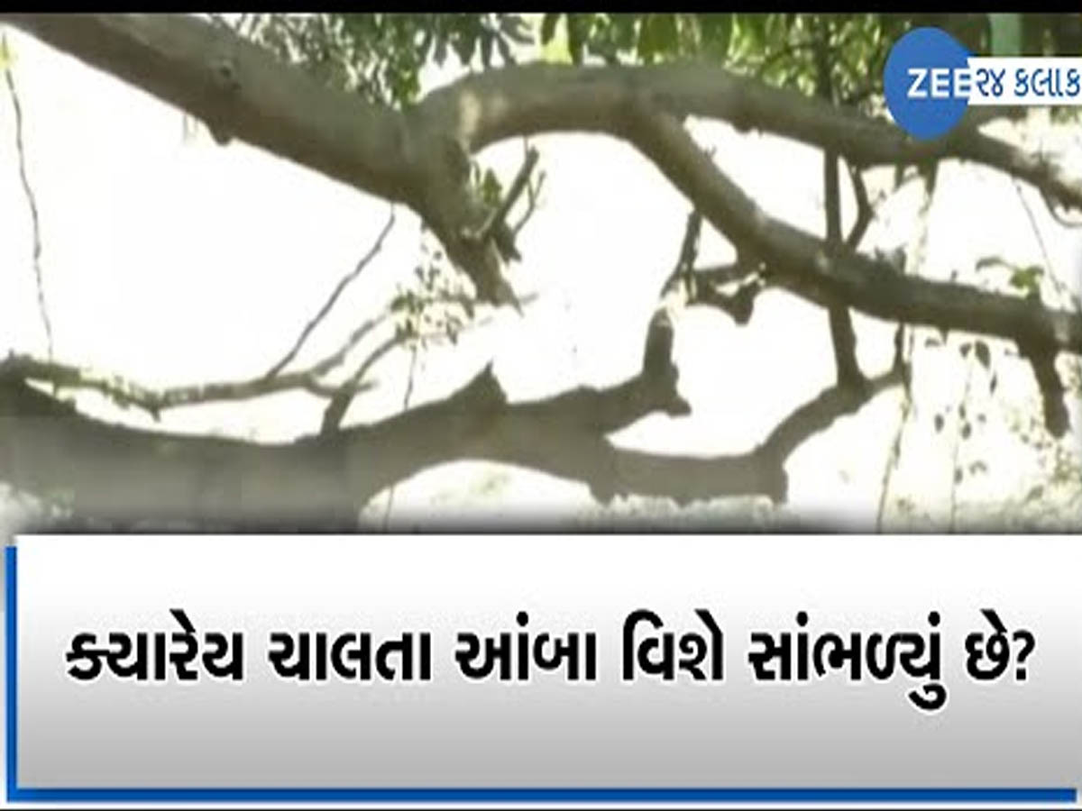 1300 વર્ષથી ચાલી રહ્યો છે ગુજરાતમાં આ આંબો! 20 ફૂટ સરક્યો, જેને જોવા દુનિયા બની ગાંડી! હેરિટેજ ટ્રી લિસ્ટમાં સ્થાન