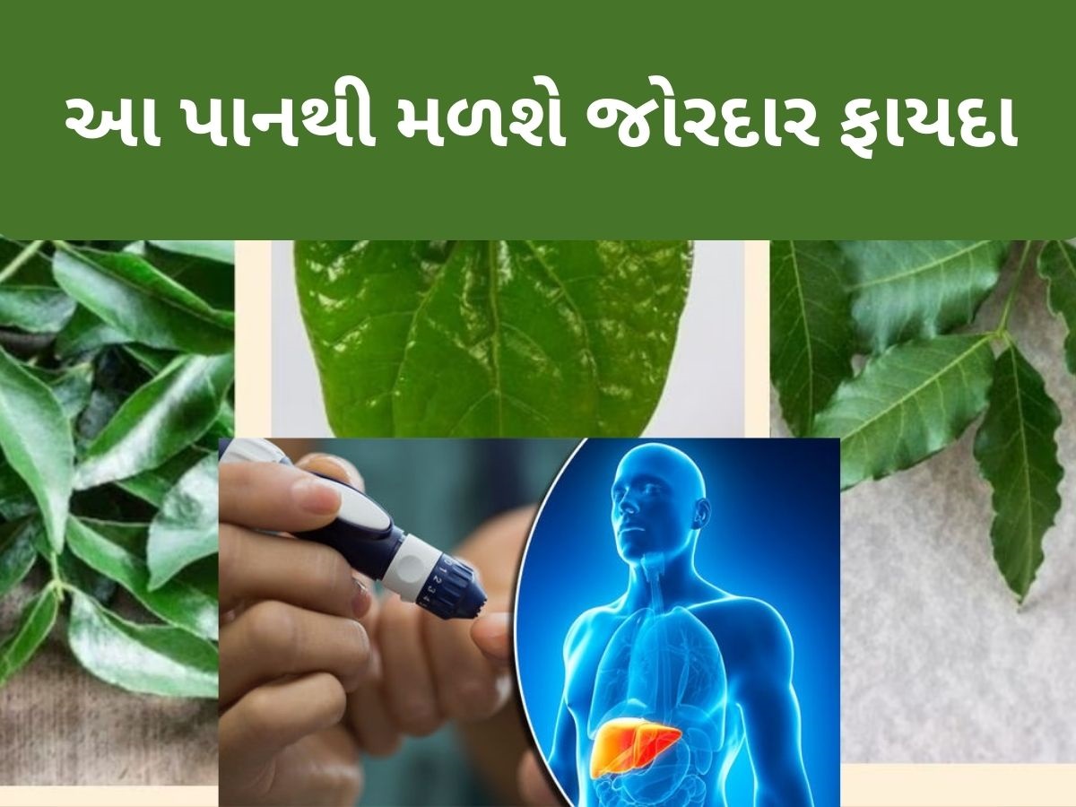 રોજ સવારે ખાલી પેટ આ પાન ચાવો, ડાયાબિટીસ અને કોલેસ્ટ્રોલ જેવી સમસ્યાઓથી મળશે તરત રાહત રોજ સવારે ખાલી પેટ આ પાન ચાવો, ડાયાબિટીસ અને કોલેસ્ટ્રોલ જેવી સમસ્યાઓથી મળશે તરત રાહત