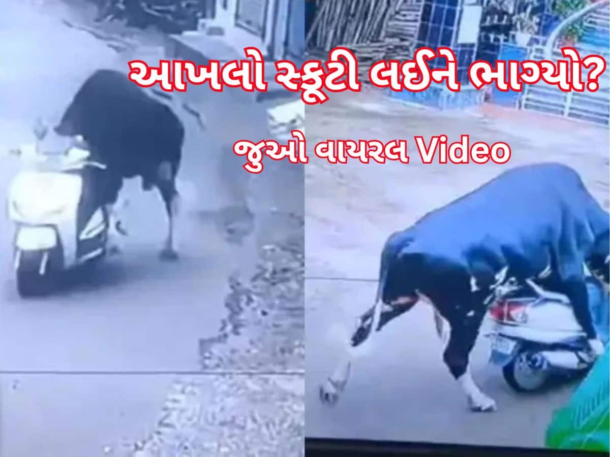 આખલો સ્કૂટી લઈને ભાગ્યો! વીડિયો જોઈ લોકો બોલ્યા- કોઈ જાનવર આવું કરી શકે?, જુઓ Viral Video
