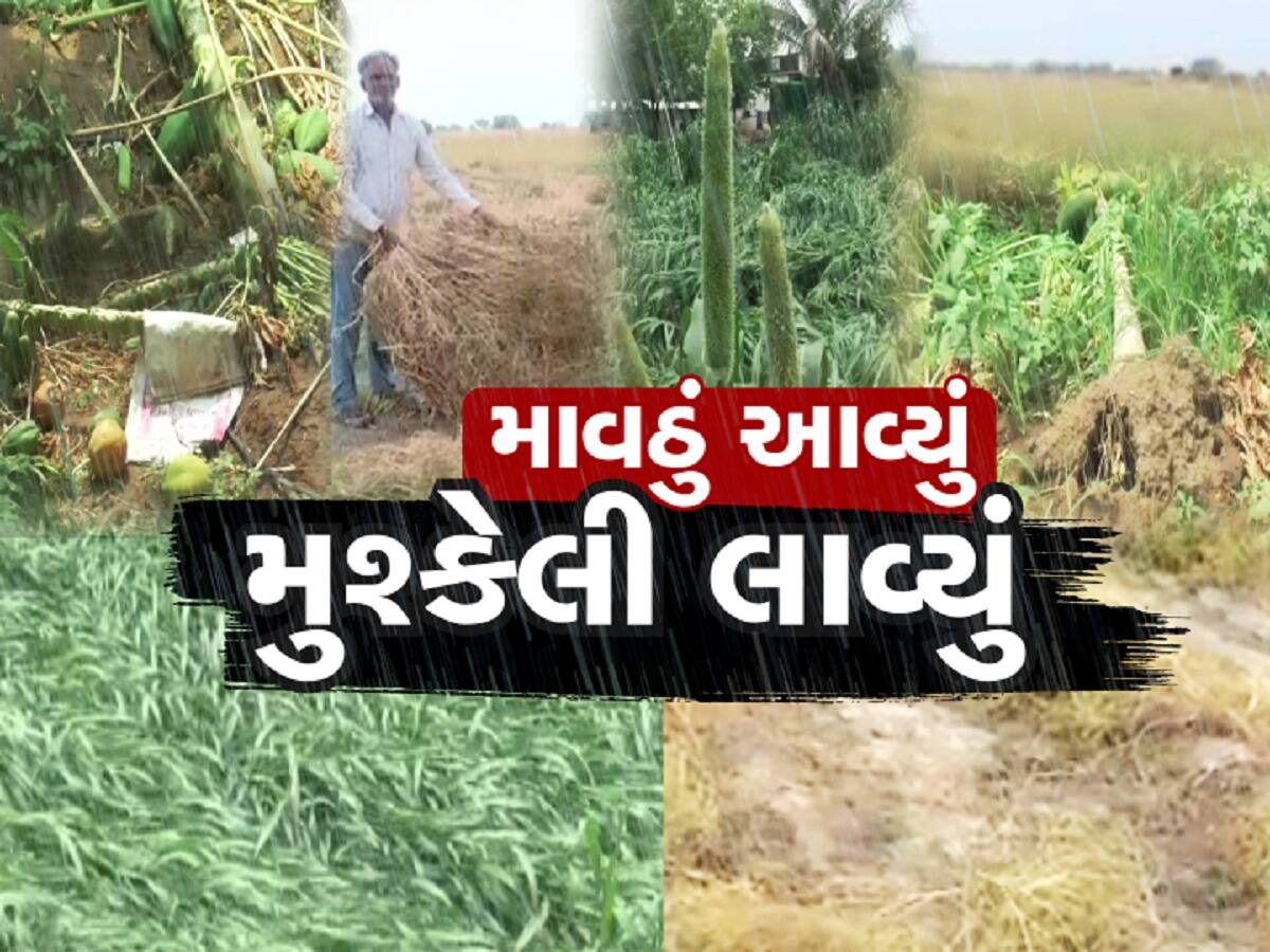 ઉનાળામાં ગુજરાતમાં આફતનો વરસાદ, માવઠાને કારણે તૈયાર પાકનો નાશ, ખેડૂતો મુશ્કેલીમાં
