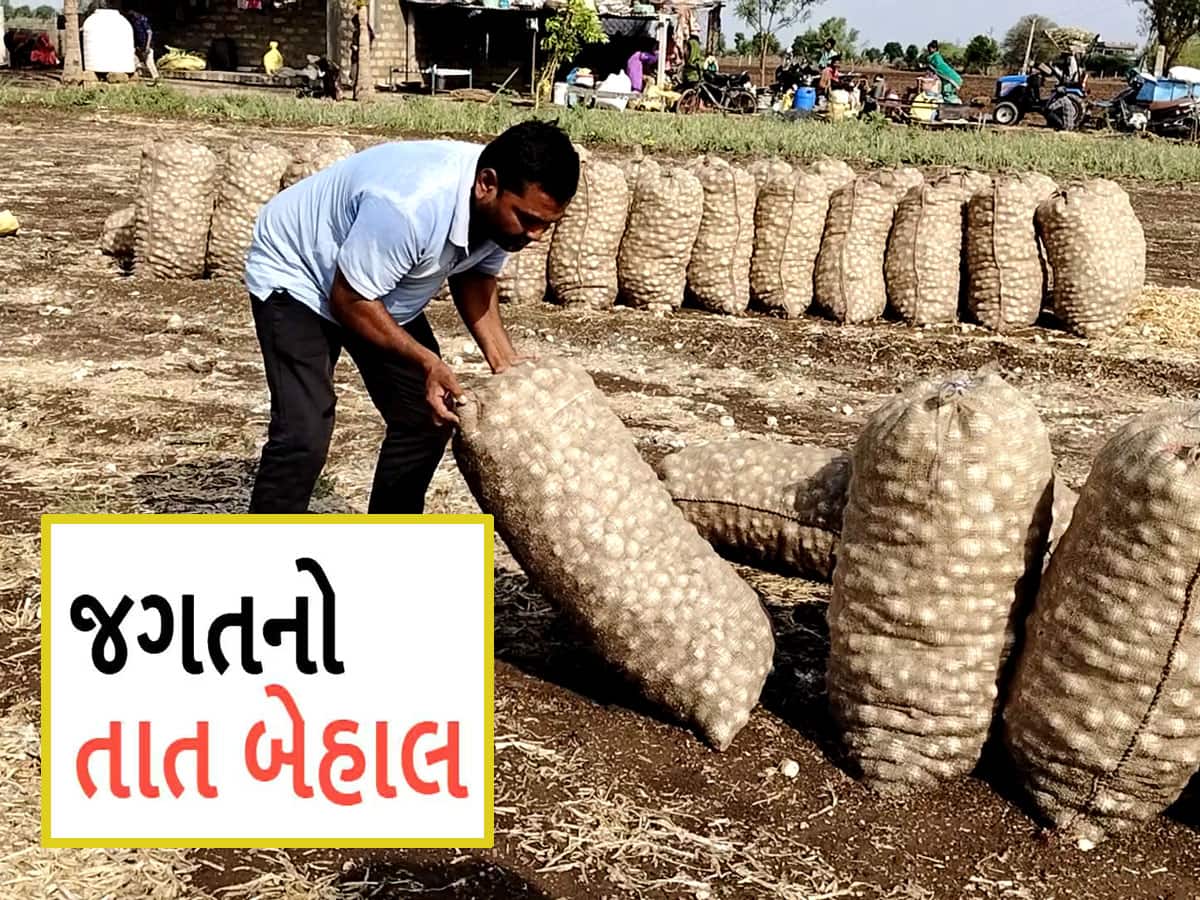 અમરેલીના ખેડૂતોના મોઢા સુધી આવેલો કોળિયો છીનાવાયો, કમોસમી વરસાદે બધુ બરબાદ કર્યું