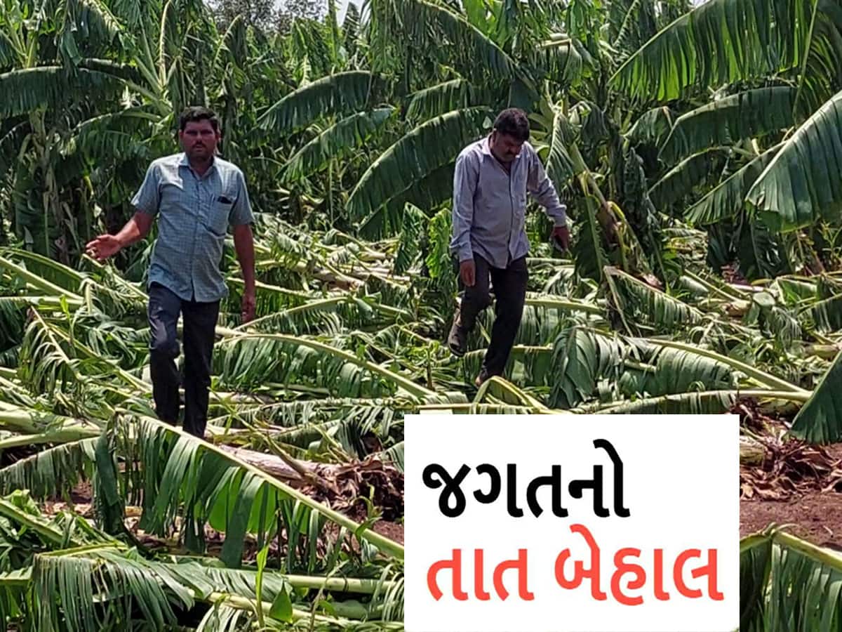 માવઠાનો માર પડતા ભાવનગરના ખેડૂતો પાયમાલ થયા! હવે રડવાનો વારો આવ્યો 