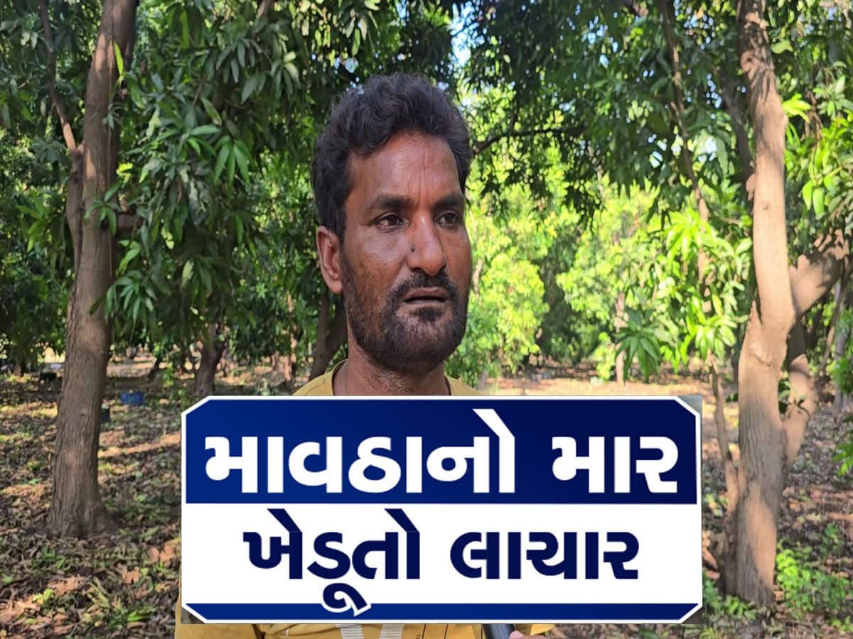 ખેડૂતની કરુણ કથા : મન થાય છે આ કેરીની વાડીમાં જ આત્મહત્યા કરી લઉં, પણ બાળકોનો ચહેરો જોઈ અટકી જઉં છું