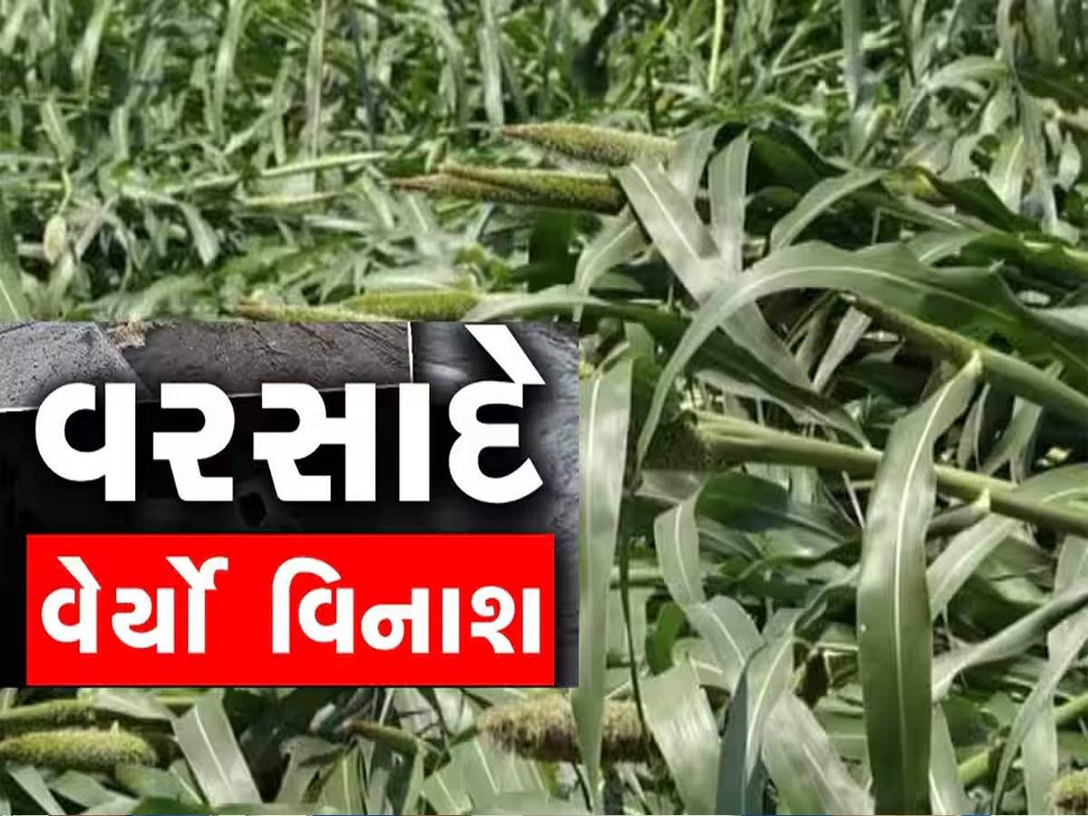 ગુજરાતમાં પ્રિ-મોન્સૂન વરસાદે વેર્યો વિનાશ; મોઢામાં આવેલો કોળિયો છીનવાયો, સૌથી વધુ આ પાકોને નુકસાન ગુજરાતમાં પ્રિ-મોન્સૂન વરસાદે વેર્યો વિનાશ; મોઢામાં આવેલો કોળિયો છીનવાયો, સૌથી વધુ આ પાકોને નુકસાન