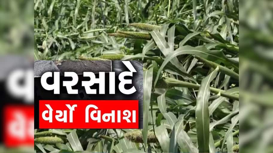 ગુજરાતમાં પ્રિ-મોન્સૂન વરસાદે વેર્યો વિનાશ; મોઢામાં આવેલો કોળિયો છીનવાયો, સૌથી વધુ આ પાકોને નુકસાન 