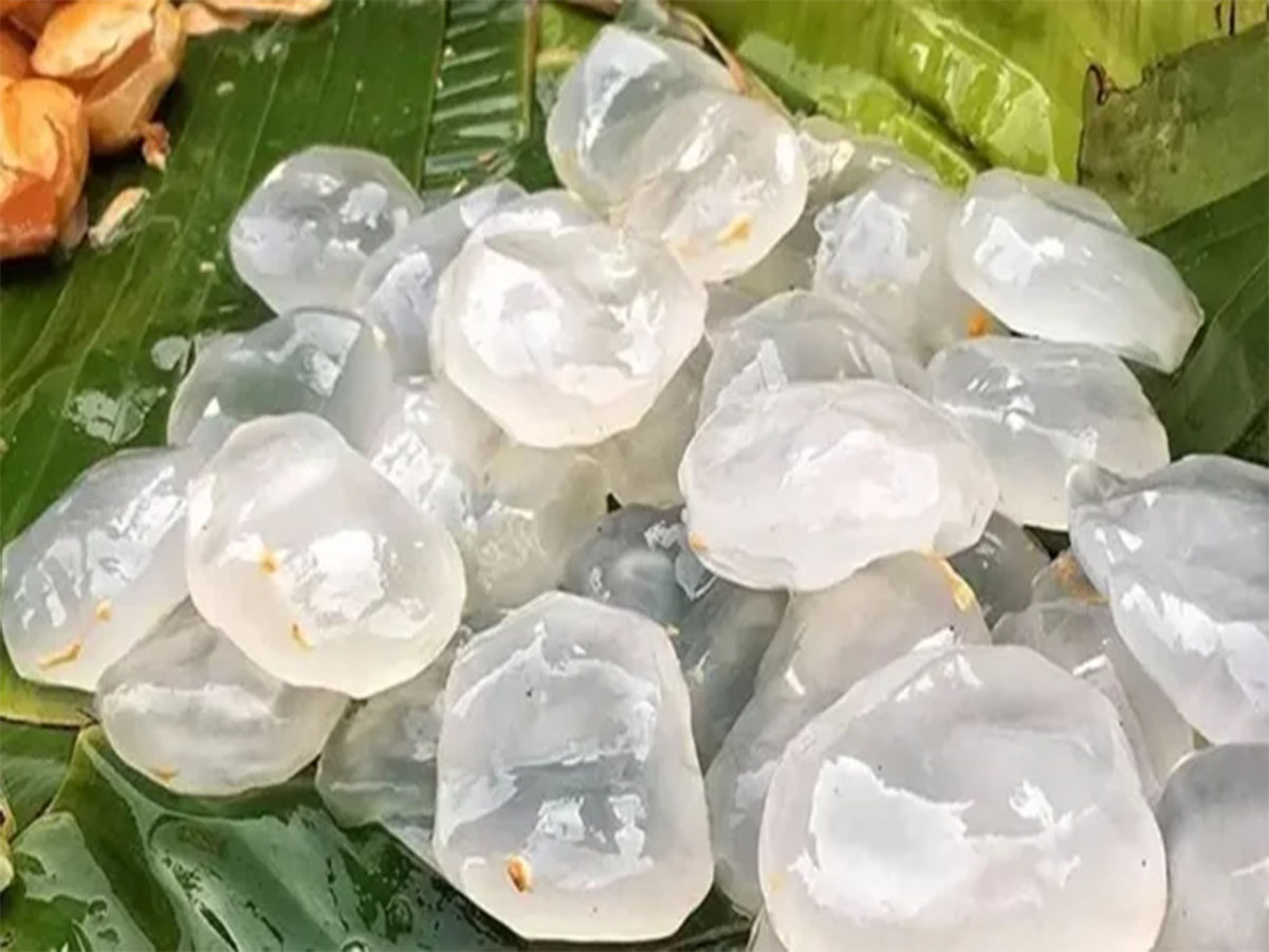 Ice Apple: શરીર માટે નેચરલ કૂલર છે ગલેલી, ગરમીમાં આ ફળ ખાવાથી બીમારીઓ આસપાસ પણ ફરકતી નથી Ice Apple: શરીર માટે નેચરલ કૂલર છે ગલેલી, ગરમીમાં આ ફળ ખાવાથી બીમારીઓ આસપાસ પણ ફરકતી નથી