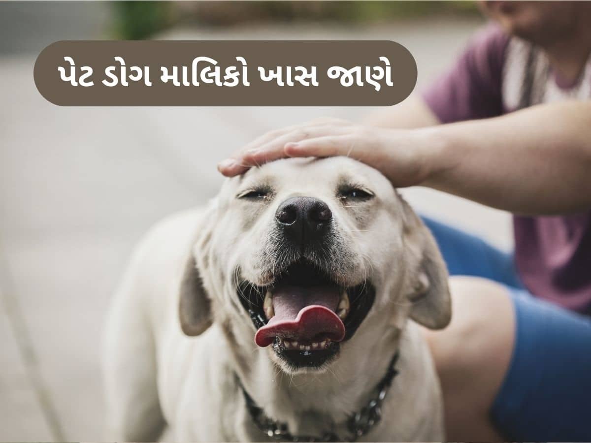 અમદાવાદમાં 31 મે સુધી પેટ ડોગની નોંધણી ફરજીયાત, બાકી નોટિસ ફટકારશે AMC, જાણો રજીસ્ટ્રેશનની પ્રક્રિયા