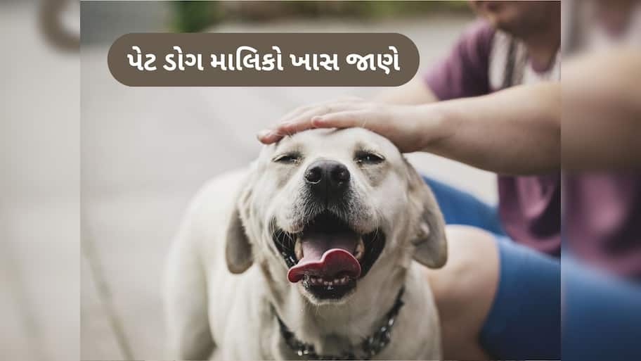 અમદાવાદમાં 31 મે સુધી પેટ ડોગની નોંધણી ફરજીયાત, બાકી નોટિસ ફટકારશે AMC, જાણો રજીસ્ટ્રેશનની પ્રક્રિયા