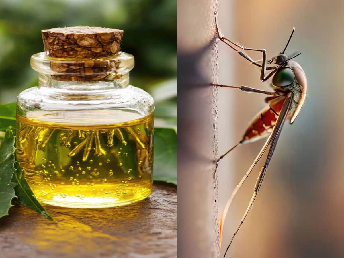 Mosquito: શરીર પર આ તેલ લગાડીને બહાર નીકળજો, ગાર્ડનમાં બેસશો તો પણ મચ્છર નહીં કરડે