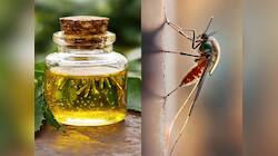 Mosquito: શરીર પર આ તેલ લગાડીને બહાર નીકળજો, ગાર્ડનમાં બેસશો તો પણ મચ્છર નહીં કરડે