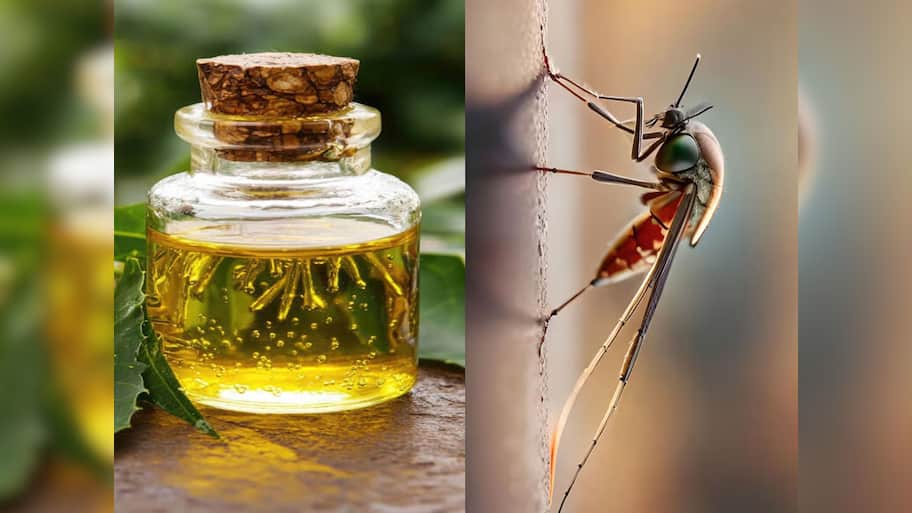 Mosquito: શરીર પર આ તેલ લગાડીને બહાર નીકળજો, ગાર્ડનમાં બેસશો તો પણ મચ્છર નહીં કરડે
