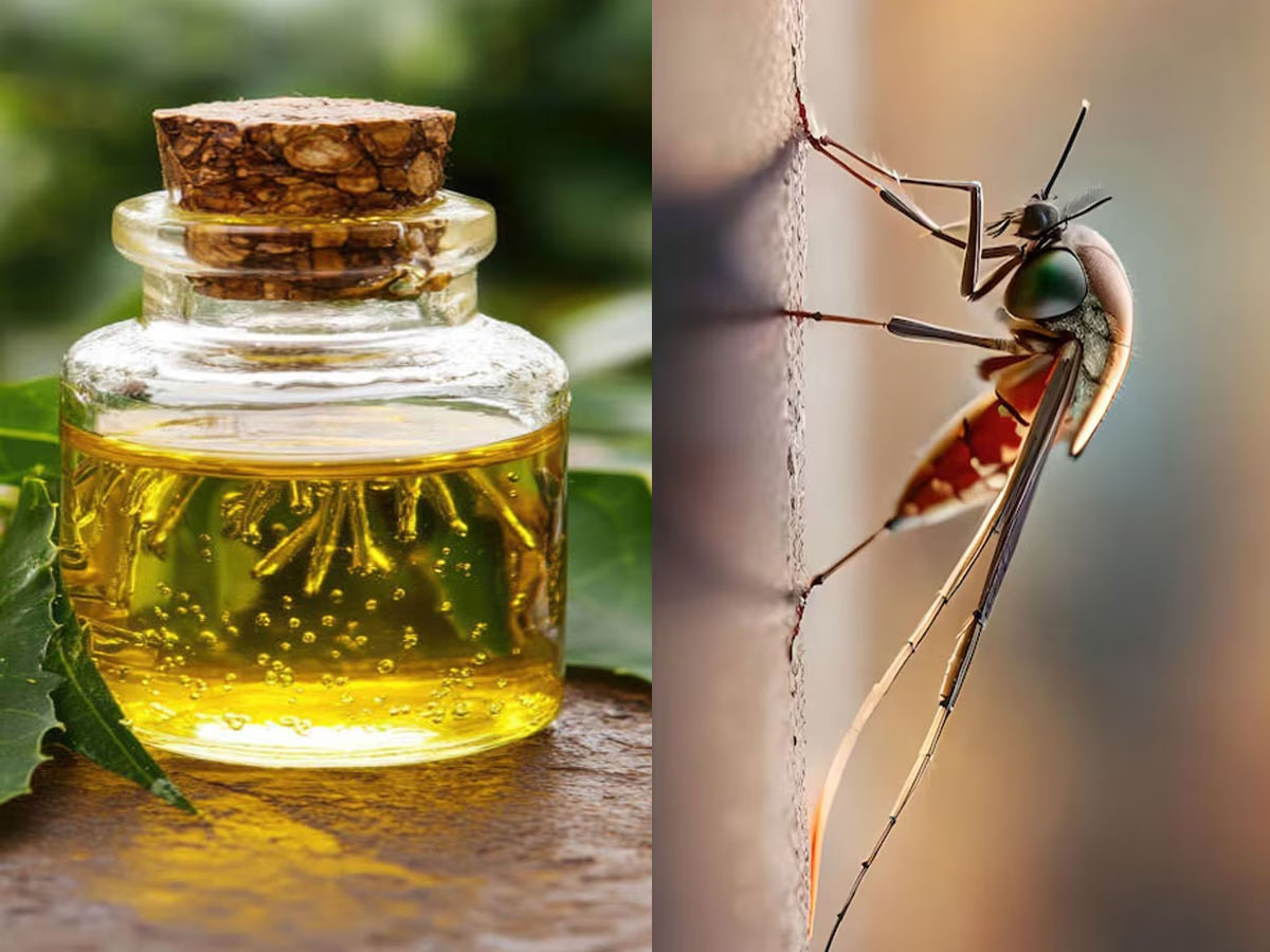 Mosquito: શરીર પર આ તેલ લગાડીને બહાર નીકળજો, ગાર્ડનમાં બેસશો તો પણ મચ્છર નહીં કરડે Mosquito: શરીર પર આ તેલ લગાડીને બહાર નીકળજો, ગાર્ડનમાં બેસશો તો પણ મચ્છર નહીં કરડે