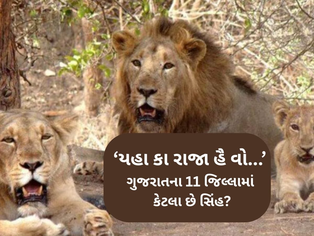 ગુજરાત સરકારે જાહેર કર્યો સિંહની વસ્તી ગણતરીનો આંકડો, જાણો નર, માદા અને પાઠડા અને બચ્ચાની સંખ્યા