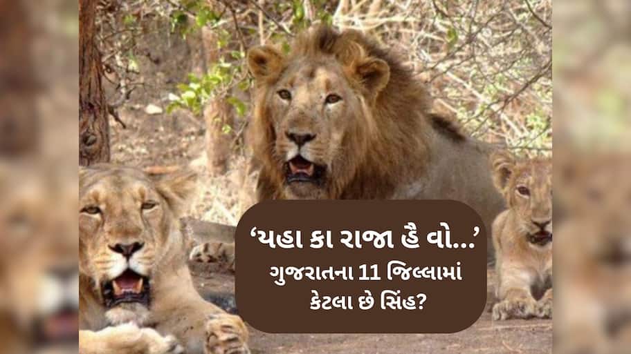 ગુજરાત સરકારે જાહેર કર્યો સિંહની વસ્તી ગણતરીનો આંકડો, જાણો નર, માદા અને પાઠડા અને બચ્ચાની સંખ્યા