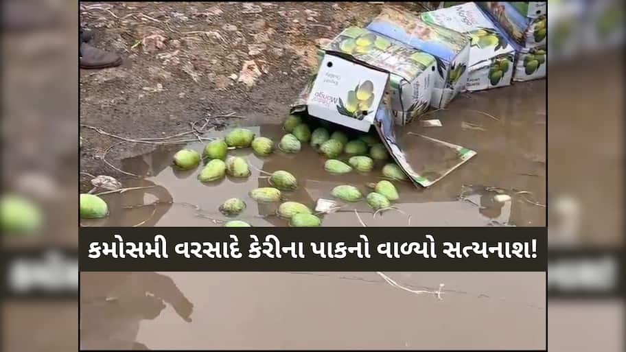 ગુજરાતમાં અણધાર્યા વરસાદે ખેડૂતો માટે નોતરી આફત, લૂંટ્યા લાખોના કેરીના બોક્સ