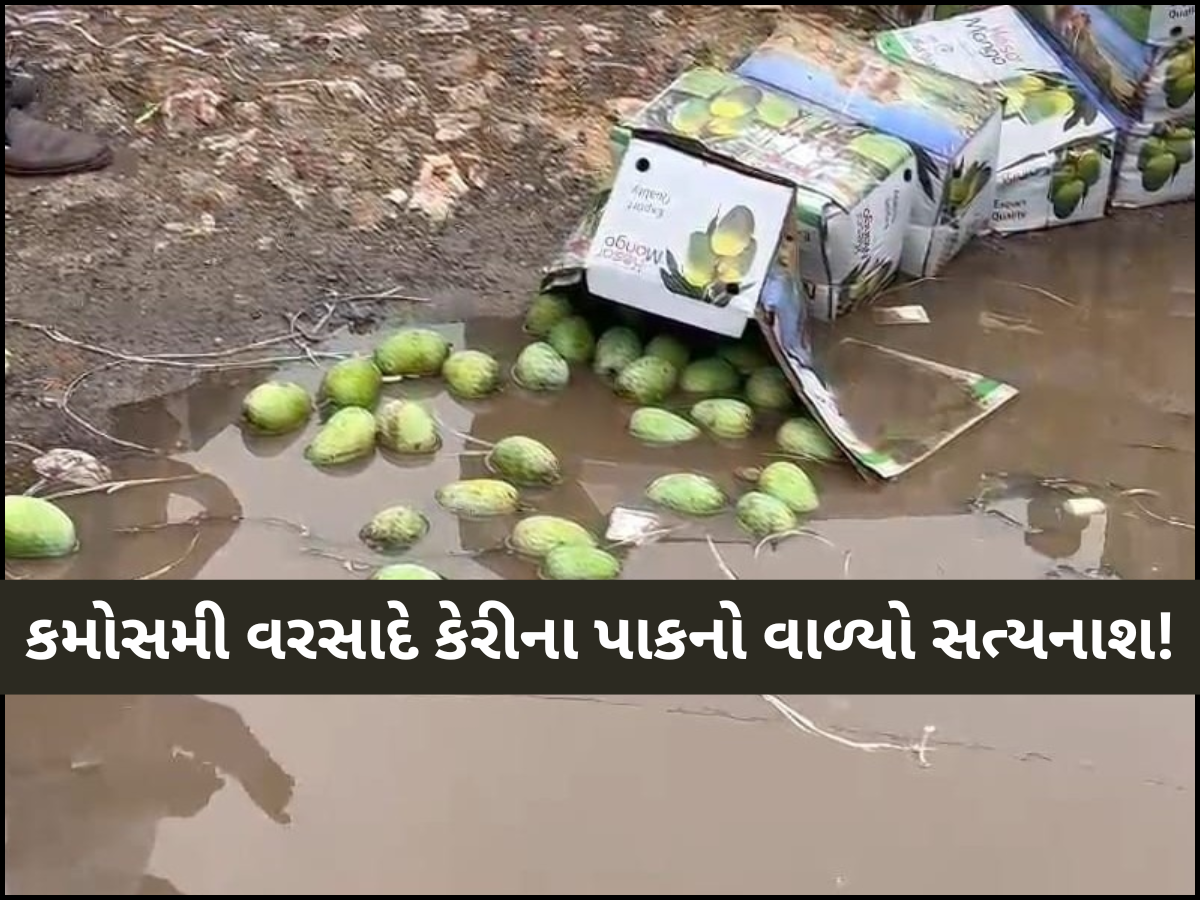 ગુજરાતમાં અણધાર્યા વરસાદે ખેડૂતો માટે નોતરી આફત, લૂંટ્યા લાખોના કેરીના બોક્સ ગુજરાતમાં અણધાર્યા વરસાદે ખેડૂતો માટે નોતરી આફત, લૂંટ્યા લાખોના કેરીના બોક્સ
