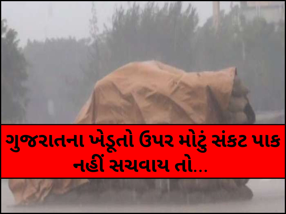 ગુજરાતમાં ભારે વરસાદના એંધાણ! યાર્ડમાં ખેડૂતોના માલને પલળતા અટકાવવા ખાસ સૂચના ગુજરાતમાં ભારે વરસાદના એંધાણ! યાર્ડમાં ખેડૂતોના માલને પલળતા અટકાવવા ખાસ સૂચના