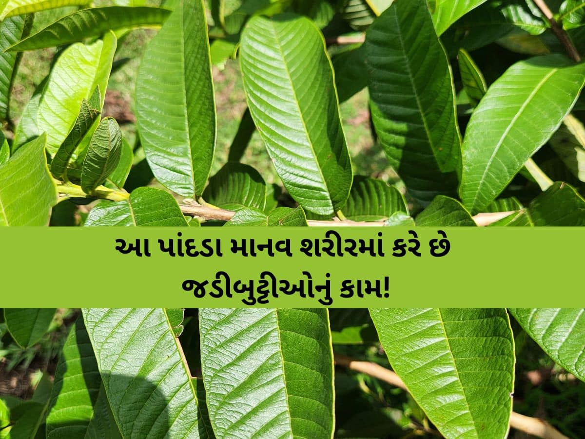 બ્રશ કરતા પહેલા ચાવી જાવ આ પાંદડા, દાંતોથી લઈને પેટ સુધી મળશે ફાયદો જ ફાયદો