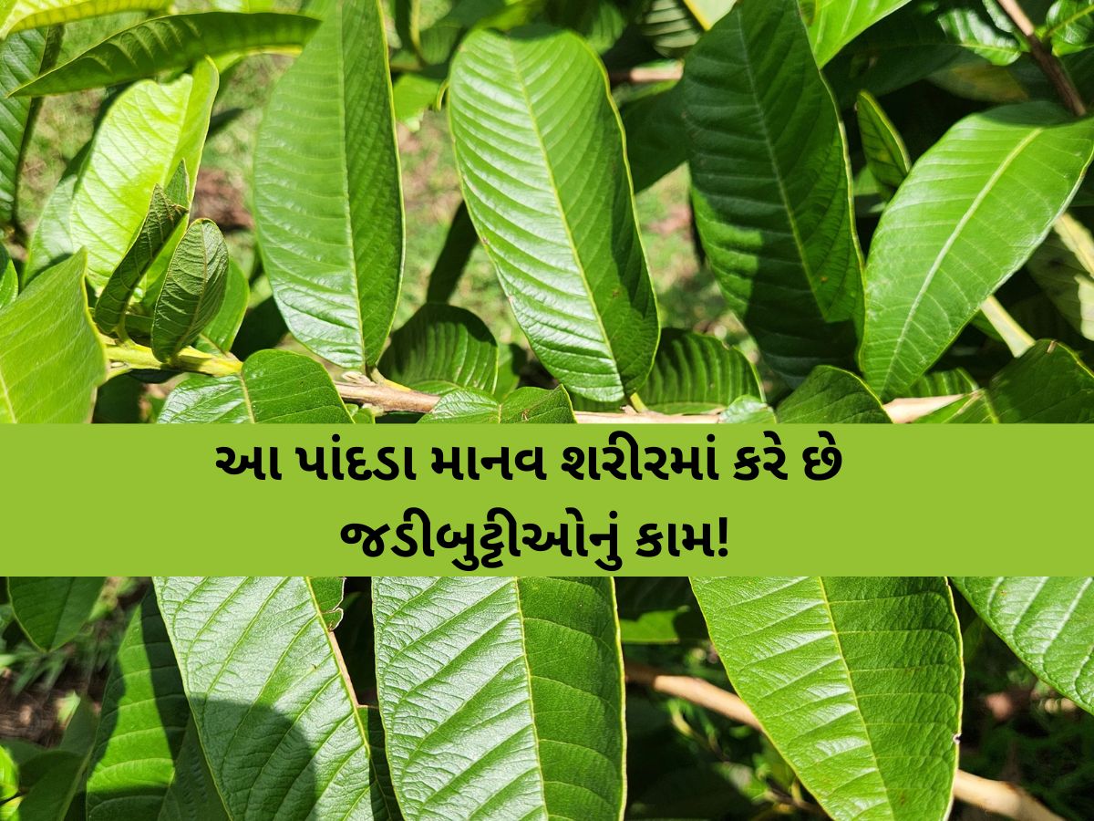 બ્રશ કરતા પહેલા ચાવી જાવ આ પાંદડા, દાંતોથી લઈને પેટ સુધી મળશે ફાયદો જ ફાયદો