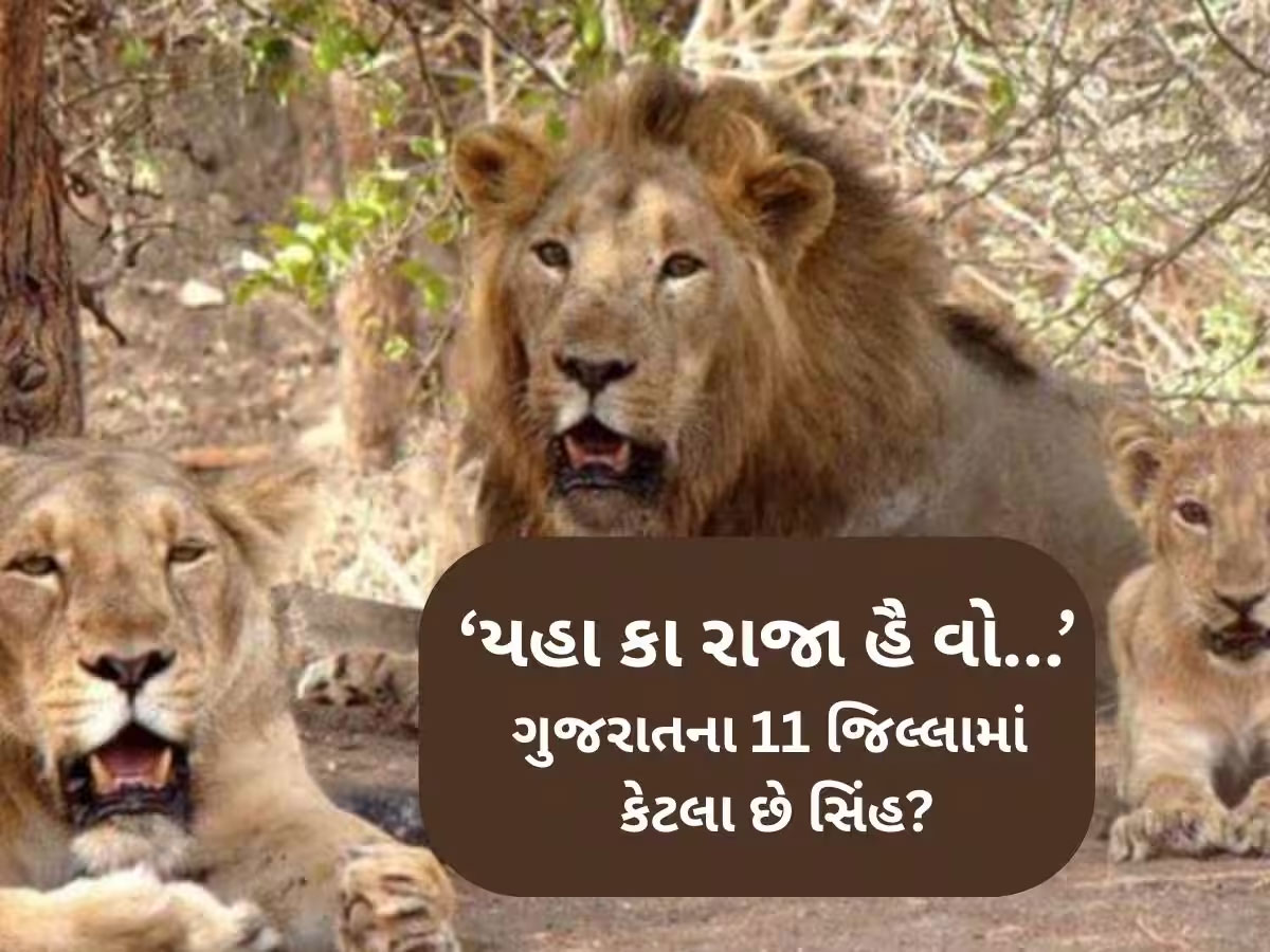 ગુજરાતના આ જિલ્લામાં સિંહની વસ્તીમાં તોતિંગ વધારો, 5 વર્ષમાં 58% વધ્યા સિંહ, બની ગયું મિની ગીર ગુજરાતના આ જિલ્લામાં સિંહની વસ્તીમાં તોતિંગ વધારો, 5 વર્ષમાં 58% વધ્યા સિંહ, બની ગયું મિની ગીર