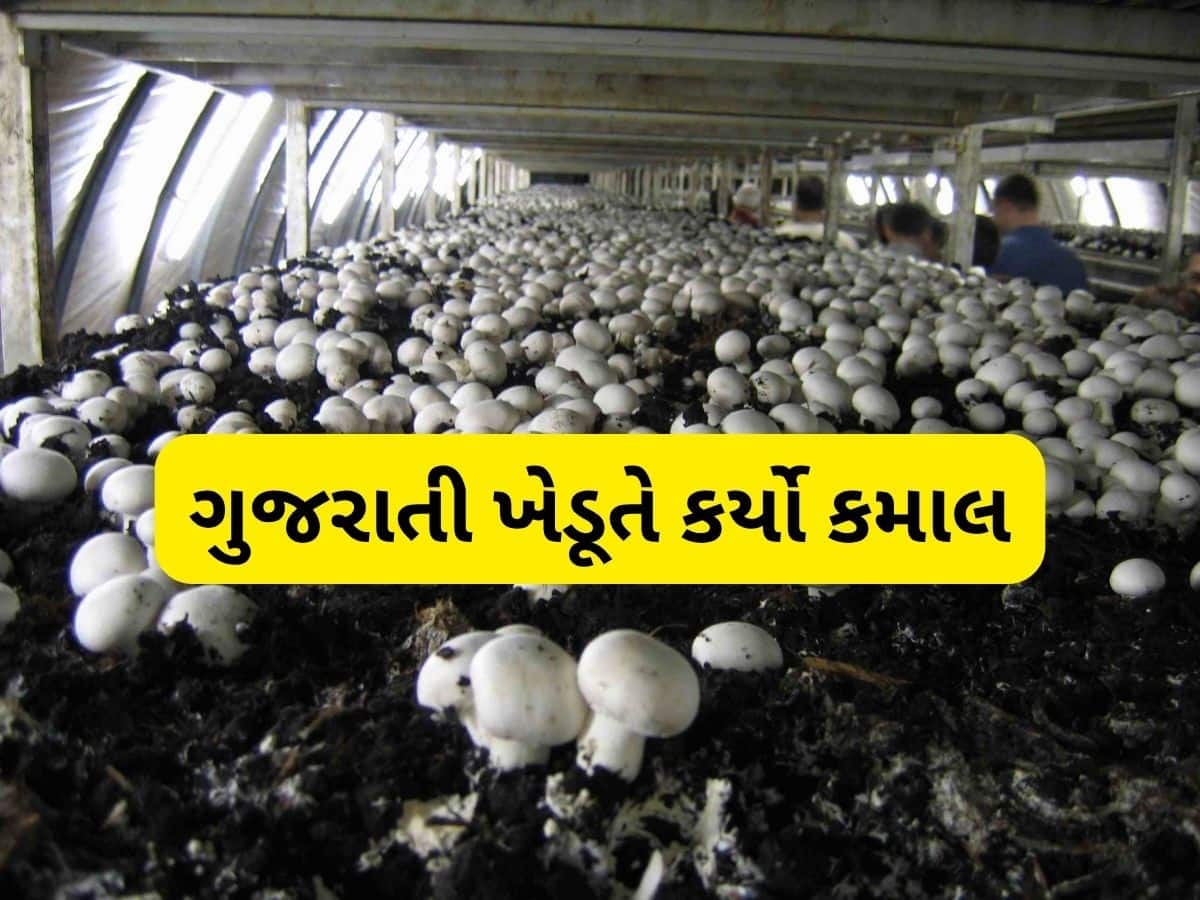  મોટા પગારની નોકરી છોડી ખેતી અપનાવી, હવે મશરૂમની ખેતી કરી લાખોની કમાણી કરે છે આ ખેડૂત