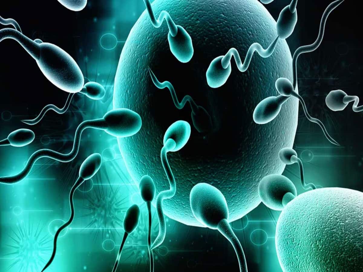 Sperm Count: આ એક વસ્તુ ખાવાથી પુરૂષોમાં વધી શકે છે શુક્રાણુની સંખ્યા, તત્કાલ જોવા મળશે અસર