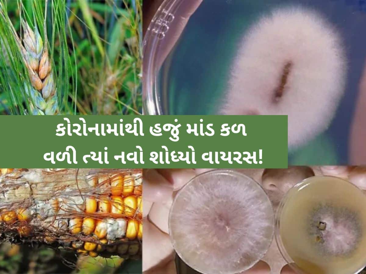 ચીને કોરોના બાદ હવે તૈયાર કર્યો નવો વાયરસ  ‘Fusarium’, ખેતીના પાકથી મનુષ્યમાં ફેલાશે! અમેરિકાએ ખોલ્યું રહસ્ય