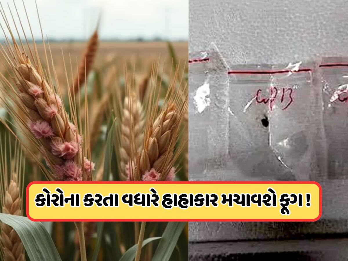 કોરોના કરતાં વધુ વિનાશ કરશે ચીની ફૂગ, નિષ્ણાતે આપી ચેતવણી, કહ્યું: ચીન સાથે સંબંધો તોડી નાખે અમેરિકા