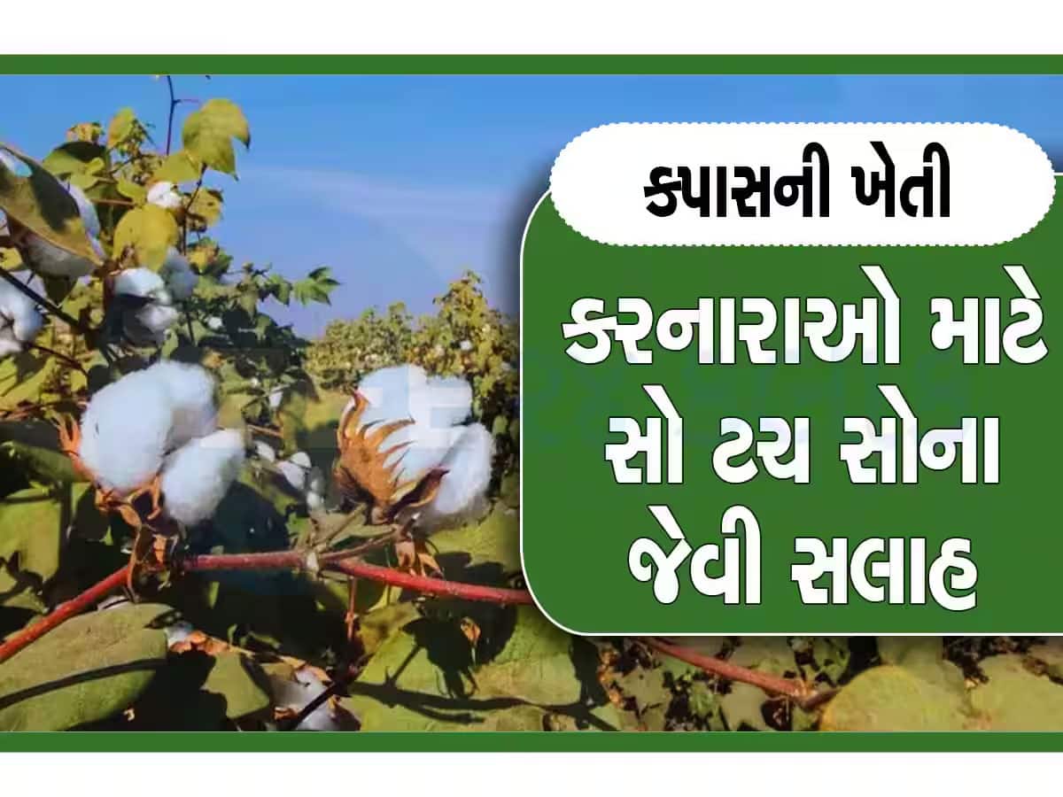 કપાસની ખેતીમાં કરેલી આ ભૂલ આખું વર્ષ ભારે પડશે, ખેડ કરતા પહેલા કામમાં આવે તેવી સલાહ