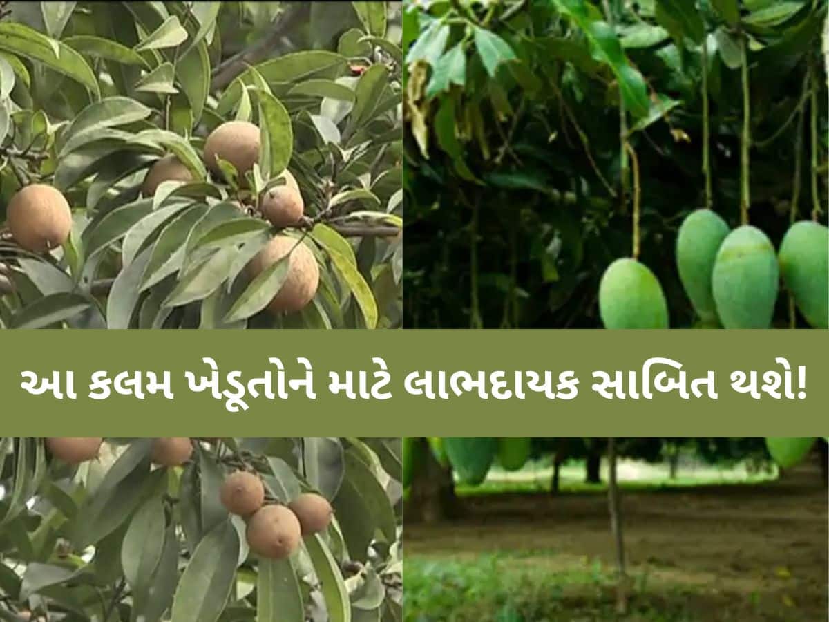 કેરી અને ચીકુ પકવતા ગુજરાતના ખેડૂતોમાં જાગી નવી આશા! નવી 'શેડલ એપ્રોચ ગ્રાફી' કલમ વિકસાવાઈ
