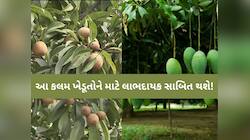 કેરી અને ચીકુ પકવતા ગુજરાતના ખેડૂતોમાં જાગી નવી આશા! નવી 'શેડલ એપ્રોચ ગ્રાફી' કલમ...