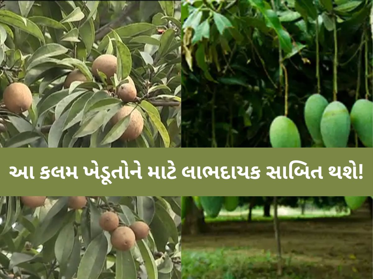 કેરી અને ચીકુ પકવતા ગુજરાતના ખેડૂતોમાં જાગી નવી આશા! નવી 'શેડલ એપ્રોચ ગ્રાફી' કલમ વિકસાવાઈ