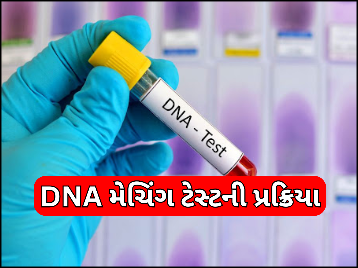 શું છે DNA મેચિંગ ટેસ્ટ? કેવી રીતે થાય છે સ્વજનોની ઓળખ? જાણો સમગ્ર પ્રક્રિયા અને કેટલો લાગે છે સમય શું છે DNA મેચિંગ ટેસ્ટ? કેવી રીતે થાય છે સ્વજનોની ઓળખ? જાણો સમગ્ર પ્રક્રિયા અને કેટલો લાગે છે સમય