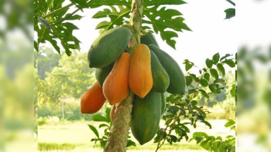 Gardening Tips: પપૈયાના ઝાડમાં આ 3 દેશી વસ્તુ ખાતર તરીકે નાખો, ઢગલાના મોઢે ઉતરશે પપૈયાનું ફળ