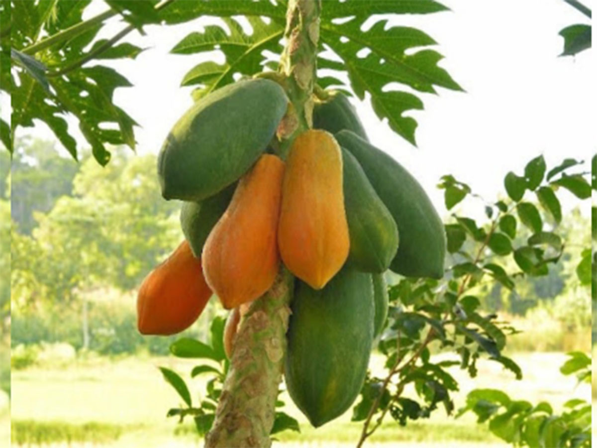 Gardening Tips: પપૈયાના ઝાડમાં આ 3 દેશી વસ્તુ ખાતર તરીકે નાખો, ઢગલાના મોઢે ઉતરશે પપૈયાનું ફળ Gardening Tips: પપૈયાના ઝાડમાં આ 3 દેશી વસ્તુ ખાતર તરીકે નાખો, ઢગલાના મોઢે ઉતરશે પપૈયાનું ફળ