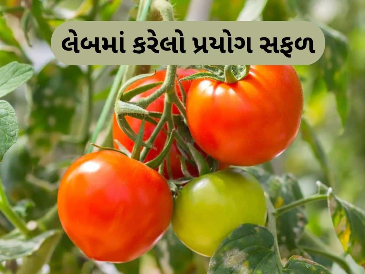  MS યુનિવર્સિટીના બોટની વિભાગના સંશોધકોએ કરી કમાલ, બીયા વગરના ટામેટા ઉગાડ્યા