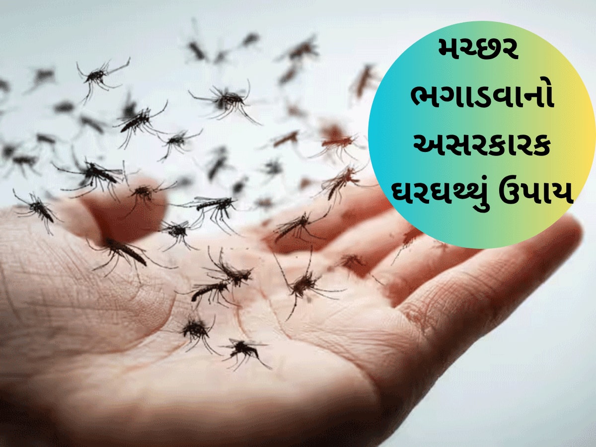 મચ્છરોના ત્રાસથી પરેશાન છો? અજમાવો આ ઘરગથ્થું ઉપાય, ઘરમાંથી ભાગી જશે મચ્છરોની ફૌજ