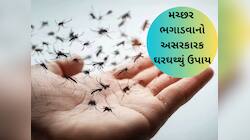 મચ્છરોના ત્રાસથી પરેશાન છો? અજમાવો આ ઘરગથ્થું ઉપાય, ઘરમાંથી ભાગી જશે મચ્છરોની ફૌજ