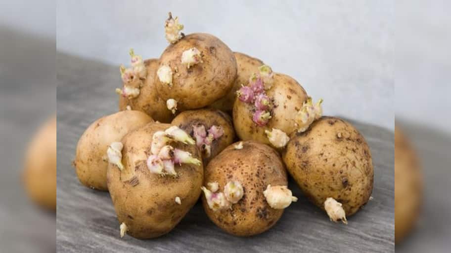 Sprouted Potatoes: લીલા ડાઘવાળા બટેટા અને અંકુરિત બટેટા ખાવા યોગ્ય હોય કે નહીં જાણી લો