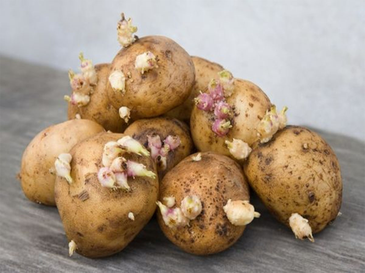 Sprouted Potatoes: લીલા ડાઘવાળા બટેટા અને અંકુરિત બટેટા ખાવા યોગ્ય હોય કે નહીં જાણી લો Sprouted Potatoes: લીલા ડાઘવાળા બટેટા અને અંકુરિત બટેટા ખાવા યોગ્ય હોય કે નહીં જાણી લો