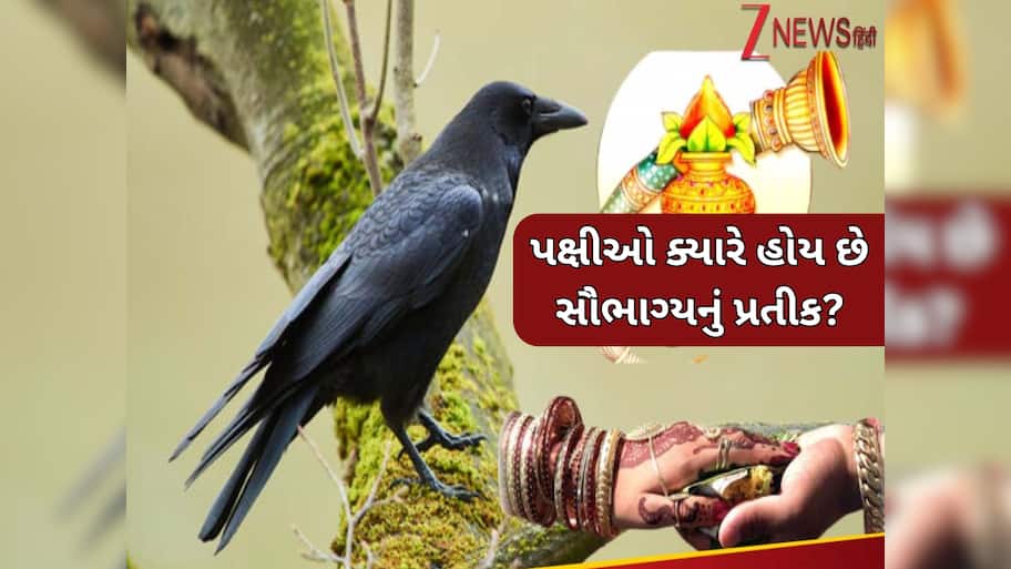 એક કાગડો બરબાદ કરી શકે છે લગ્ન જીવન! પક્ષીઓના આ સંકેતોને ભૂલથી પણ ન કરો નજરઅંદાજ