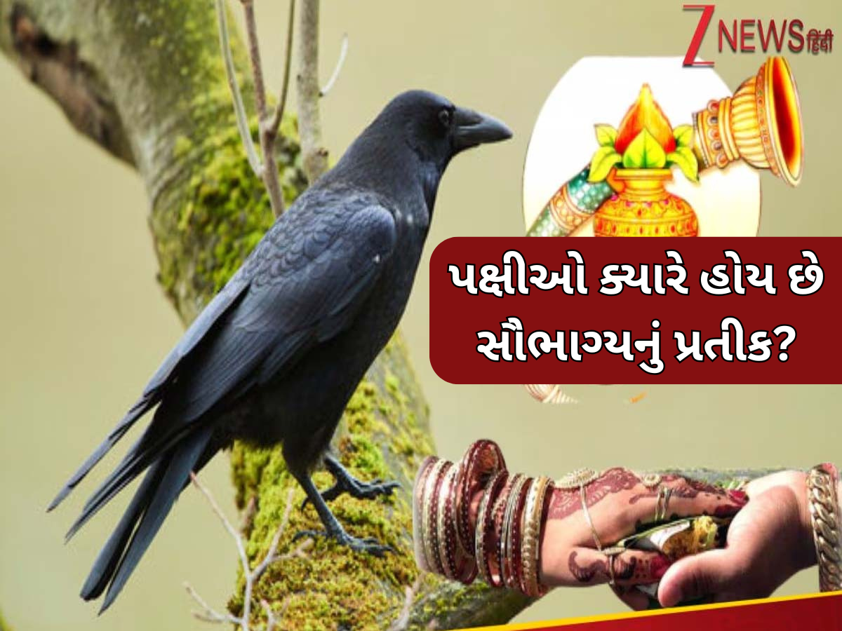 એક કાગડો બરબાદ કરી શકે છે લગ્ન જીવન! પક્ષીઓના આ સંકેતોને ભૂલથી પણ ન કરો નજરઅંદાજ એક કાગડો બરબાદ કરી શકે છે લગ્ન જીવન! પક્ષીઓના આ સંકેતોને ભૂલથી પણ ન કરો નજરઅંદાજ