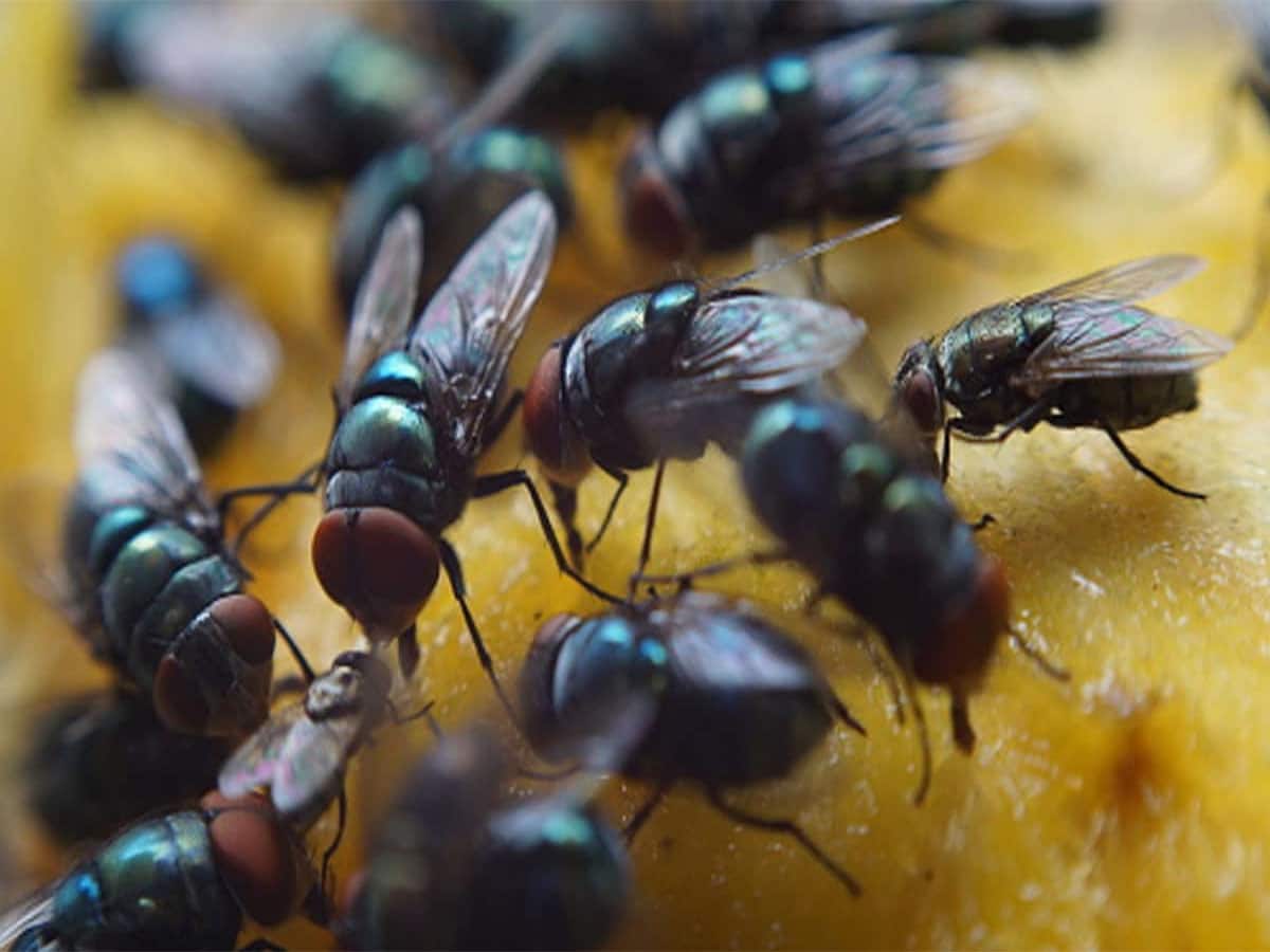 House Flies: વરસાદ પછી વધી જતી માખીઓને ઘરમાંથી ભગાડવાનો રામબાણ ઈલાજ, એક પણ માખી ઘરમાં નહીં દેખાય