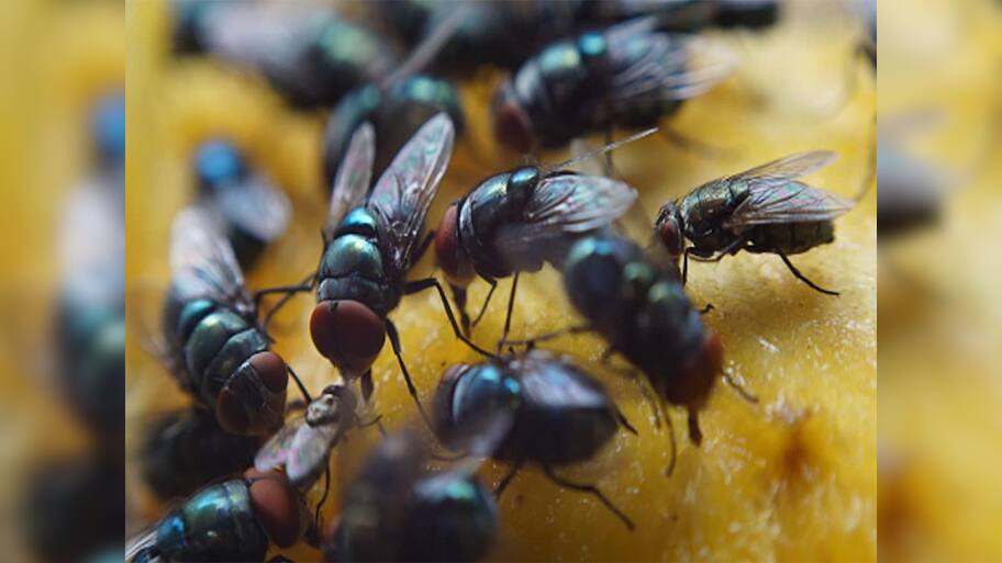 House Flies: વરસાદ પછી વધી જતી માખીઓને ઘરમાંથી ભગાડવાનો રામબાણ ઈલાજ, એક પણ માખી ઘરમાં નહીં દેખાય