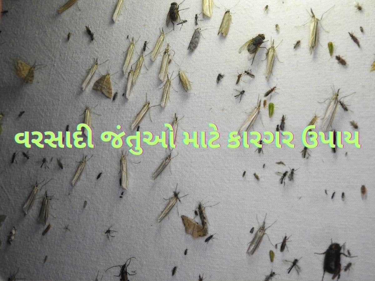 વરસાદમાં આવતા ઉડતાં જીવડા ભગાડવા માટે છાંટી દો આ સ્પ્રે, ઘરમાંથી Rainy Insects થઈ જશે છુમંતર