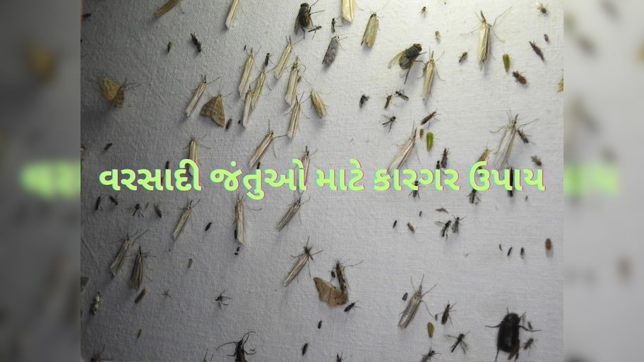 વરસાદમાં આવતા ઉડતાં જીવડા ભગાડવા માટે છાંટી દો આ સ્પ્રે, ઘરમાંથી Rainy Insects થઈ જશે છુમંતર