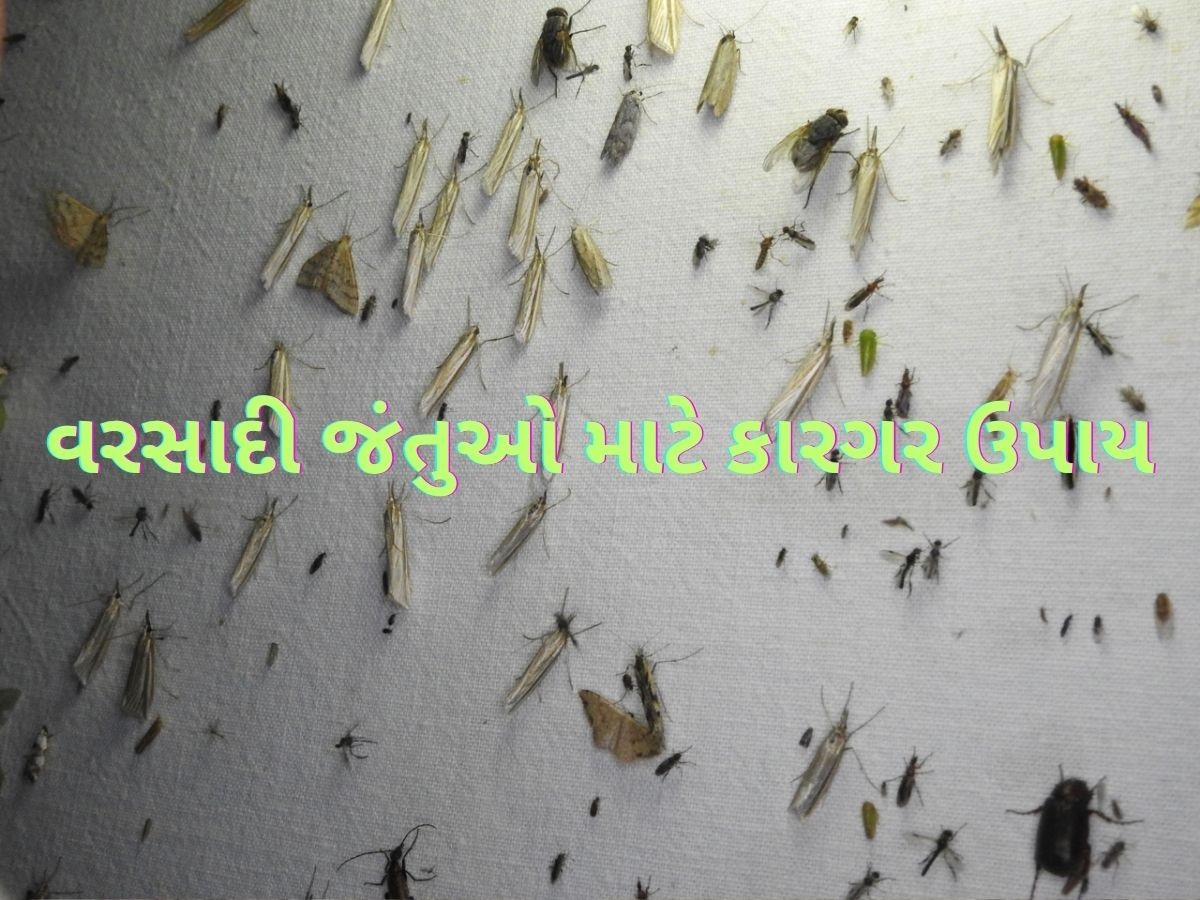વરસાદમાં આવતા ઉડતાં જીવડા ભગાડવા માટે છાંટી દો આ સ્પ્રે, ઘરમાંથી Rainy Insects થઈ જશે છુમંતર વરસાદમાં આવતા ઉડતાં જીવડા ભગાડવા માટે છાંટી દો આ સ્પ્રે, ઘરમાંથી Rainy Insects થઈ જશે છુમંતર